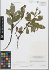 Foto von Salix glabra Scop.